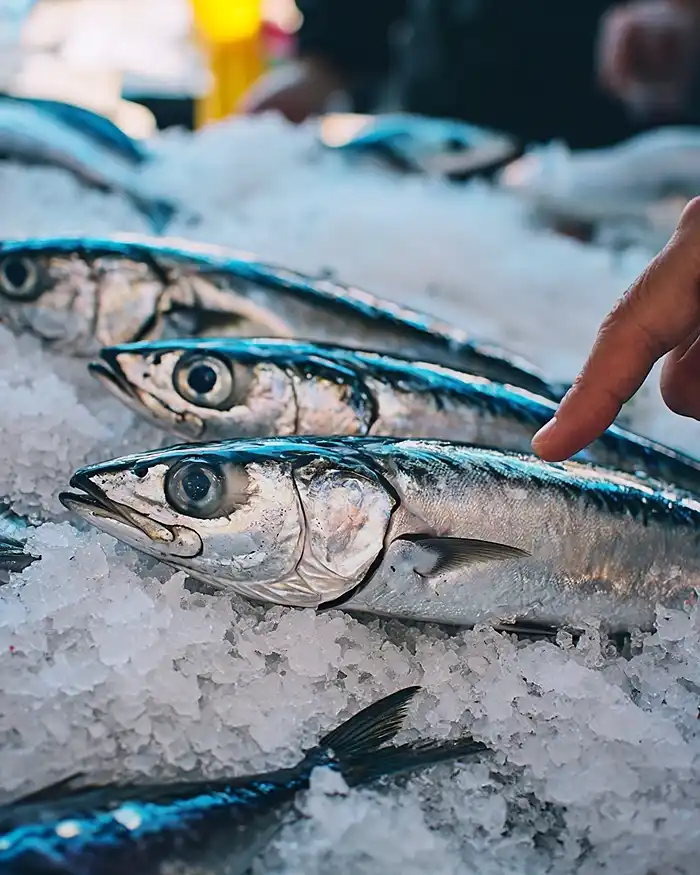 Maquereaux frais sur glace au marché, yeux brillants signe de fraîcheur